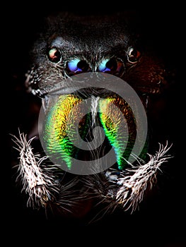 Phidippus audax jumping spider head