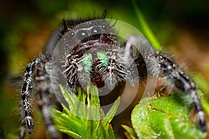 Phidippus audax Lipstick Fangs