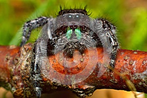 Phidippus audax Red Twig