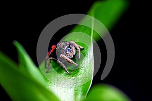 Phidippus Johnsoni jumping spider, jump spider, phidippus johnson animal arachnid spiders the family red backed jumping web spider