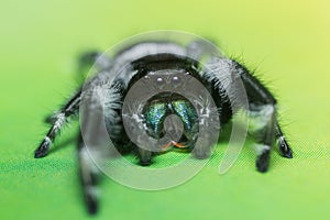 Phidippus regius adult male