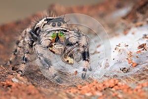 A Phidippus Regius female is eating the other small jumping spider