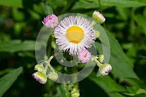 Philadelphia Fleabane - Erigeron philadelphicus