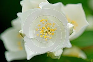 Philadelphus flower from above