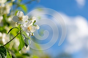 Philadelphus flowers in vibrant blue sky background.