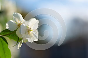 Philadelphus flowers in vibrant blue sky background.