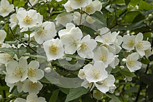 Philadelphus fragrant white flowers