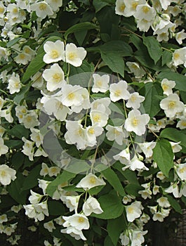 Philadelphus shrub in bloom