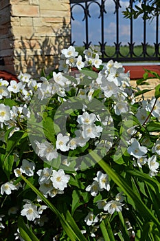 Philadelphus `Starbright` with fragrant large flowers in early summer photo