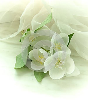Philadelphus-Virginal