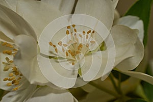 Philadelphus Virginal