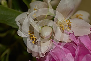 Philadelphus Virginal
