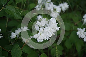 Philadelphus x virginalis blooms in June. Berlin, Germany