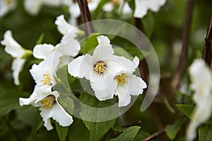 Philadelphus.