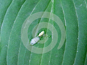 Philaenus spumarius on a green leaf close up