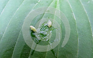 Philaenus spumarius on a green leaf close up