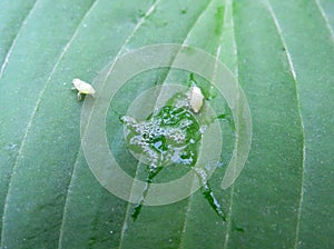 Philaenus spumarius on a green leaf close up