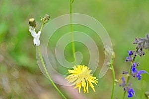 Philaenus spumarius, the meadow froghopper or meadow spittlebug