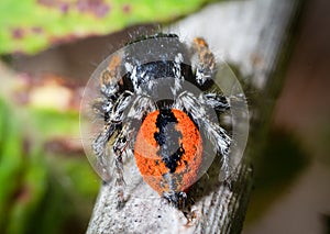 Philaeus chrysops jumping spider