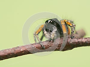 Philaeus chrysops - Jumping spider