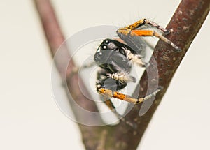 Philaeus chrysops - Jumping spider