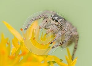 Philaeus chrysops - Jumping spider