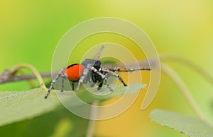 Philaeus chrysops - Jumping spider