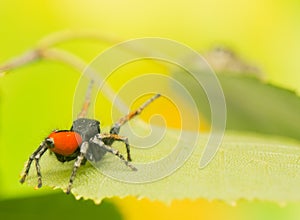 Philaeus chrysops - Jumping spider