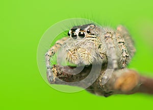 Philaeus chrysops - Jumping spider