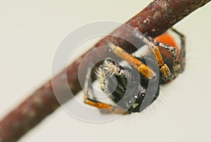 Philaeus chrysops - Jumping spider