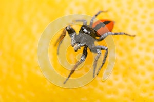 Philaeus chrysops - Jumping spider