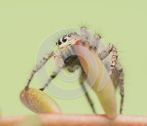 Philaeus chrysops - Jumping spider
