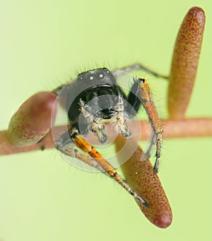 Philaeus chrysops - Jumping spider