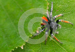 Philaeus chrysops - Jumping spider