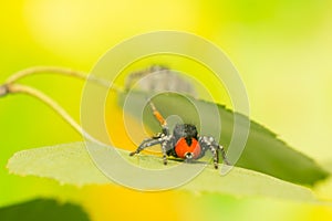 Philaeus chrysops - Jumping spider