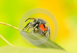 Philaeus chrysops - Jumping spider