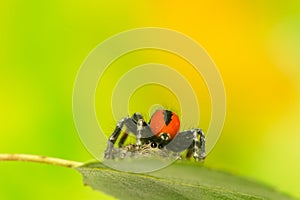 Philaeus chrysops - Jumping spider