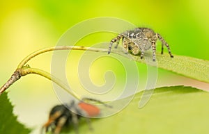 Philaeus chrysops - Jumping spider