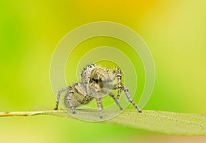 Philaeus chrysops - Jumping spider