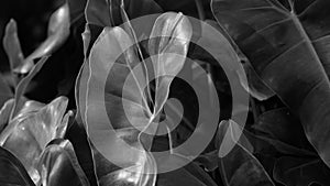 Phileo tree black and white image