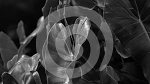 Phileo tree black and white image