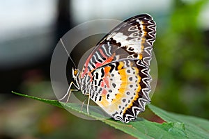 A Philippine butterfly