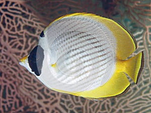 Philippine butterflyfish