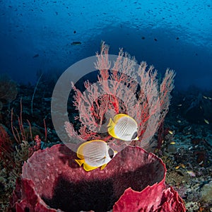 Philippine butterflyfish, Chaetodon adiergastos. Tropical coral background. Misool, Raja Ampat, Indonesia