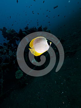 Philippine butterflyfish Seraya Secrets