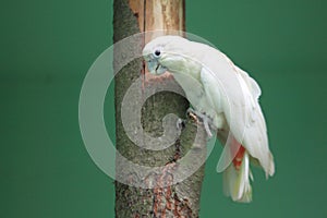 Philippine cockatoo photo