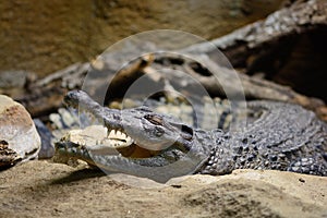 Philippine crocodile crocodylus mindorensis