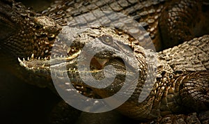 Philippine Crocodile Crocodylus mindorensis