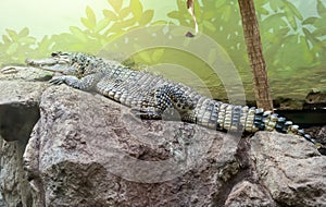 Philippine crocodile Crocodylus mindorensis