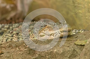 Philippine crocodile (Crocodylus mindorensis)